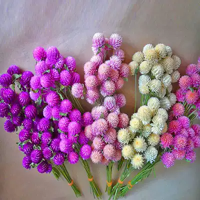 千日紅四季夏秋冬播乾燥花室內盆栽植物庭院陸地易活花卉花種子花籽