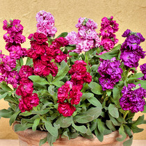 Takii * Harmony * Violet Imported Flower Seeds Aromatic Courtyard Indoor Easy Four Seasons Planting Potted