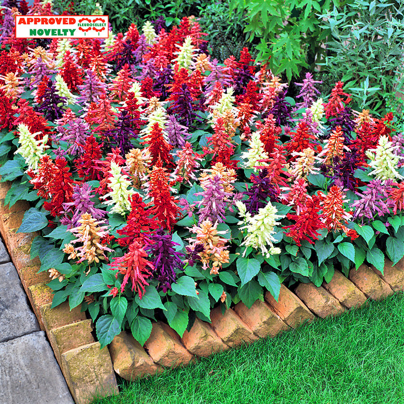 American Pan-American * Outlook * A string of red * imported flower seed patio view leaves in the four seasons indoor easy to live