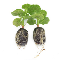 Y26 Imported seedling block Domestic seedling box Nutrient soil seeding soil vegetables and flowers fleshy flower seed seeding block