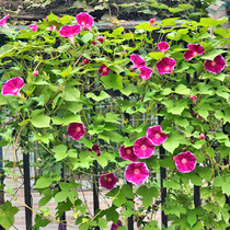 Morning glory climbing wall Vine fence guardrail green plant Four Seasons indoor potted plant easy to live flower seeds