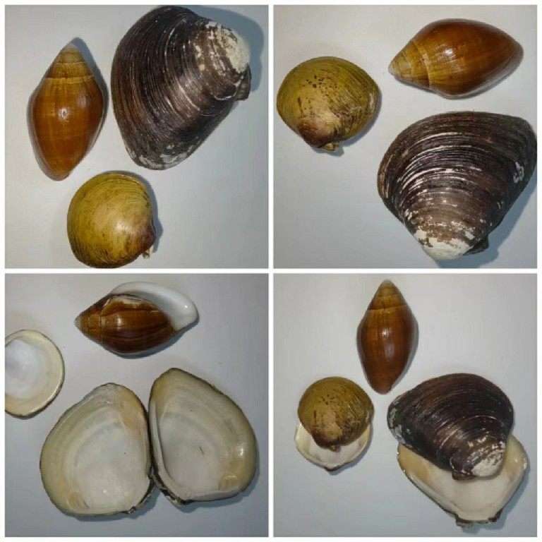贝壳海螺收藏 广东产红树林特有种一组 红树蚬+歪红树蚬+米氏耳螺-淘宝Taobao | 天猫Tmall