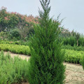 静花绿缘