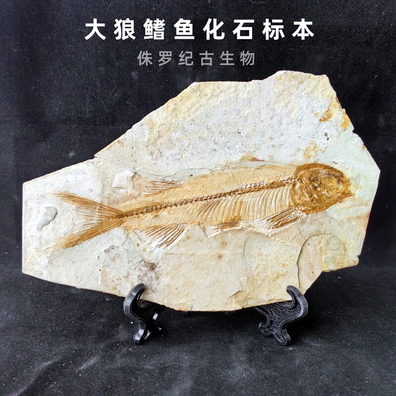 Rare Liaoxi Jurassic Ancient Animal Large Wolffin Fish Fossil Specimen Splicing and Restoration Science Popularization Collection Ornament Db