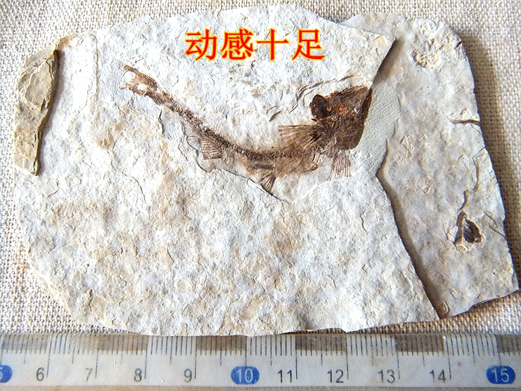 Natural Jurassic Wolffin Fish Fossil Specimens for Children's Geological Science Education, Damaged Repair and Splicing, While Supplies Last