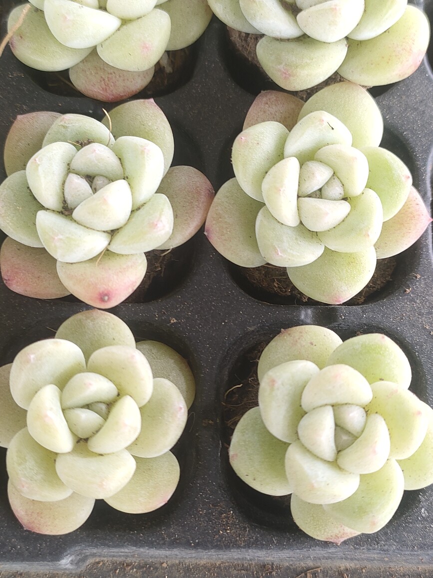 欣漾花艺园