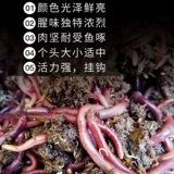 Земля дождевой червь