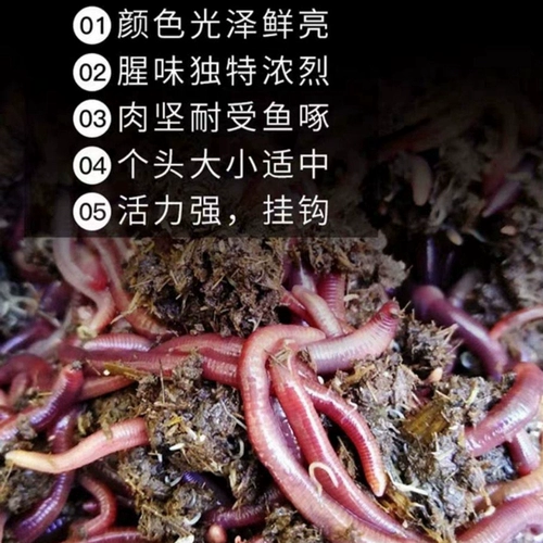 Земля дождевой червь