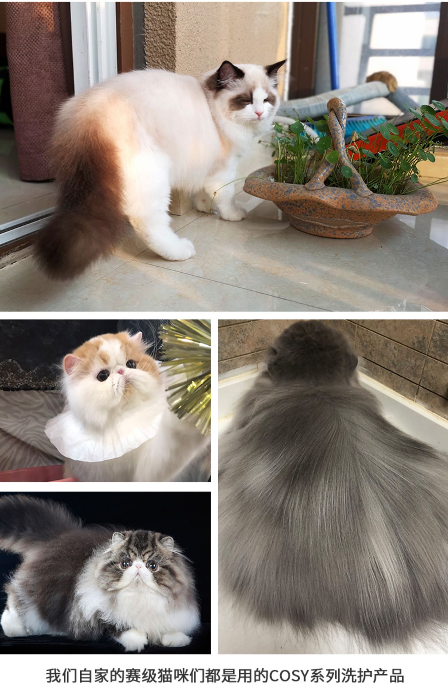 COZY làm sạch sâu thú cưng sữa tắm Cuộc đua mèo và chó tắm gội dầu gội mèo và chó phổ quát - Cat / Dog Beauty & Cleaning Supplies bàn chải lông pet