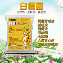 10 billion g of Beauveria bassiana powder the present situation and advance of Dendrolimus grub Pieris rapae biological bacterium agent Beauveria bassiana