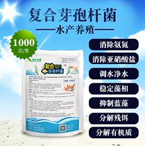 Compound Bacillus strain degradation of ammonia nitrogen nitrite hydrogen sulfide water transfer water fertilizer aquaculture probiotics