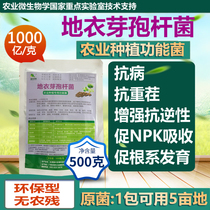 100 Billion high numbers of bacteria in high purity Bacillus licheniformis planting and breeding aquatic specific microbial inoculants
