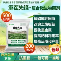 Anti-continuous cropping cropping pioneer of complex microbial inoculants improvement to enhance soil root seedling biological function of 50 billion