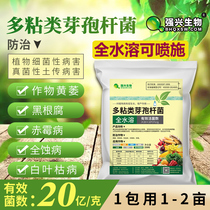 Water-soluble 2 billion grams Paenibacillus polymyxa prevention and control of bacterial wilt Fusarium wilt root rot soft rot soil-borne disease