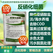 Qiangxing biological denitrifying bacteria activity strong effect quickly reduce nitrite sewage treatment purification water quality