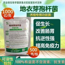 100 billion grams of Bacillus licheniformis microbial livestock and poultry feed additive growth quality assurance