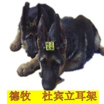 DeMu Dadan Wolf Blue Special Ear Spectator Pet Dog Ear Sticker Ear Glue Supplies