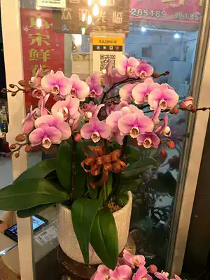 6 exquisite Phalaenopsis potted flowers birthday housewarming potted flowers Shanghai nursery direct delivery company customers