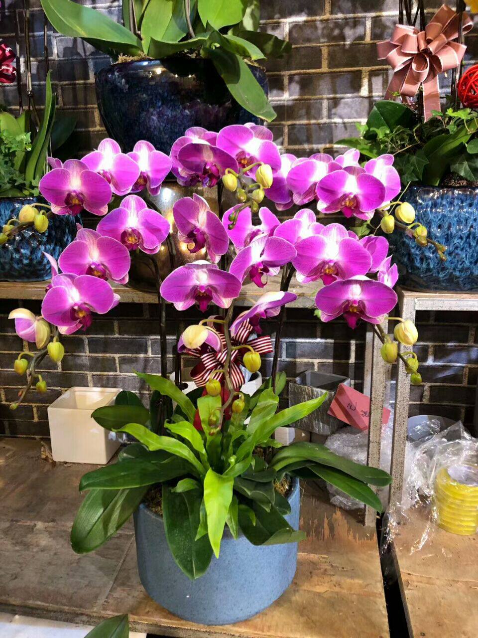 No Beauty Don't Money: 6 Contained Ceramic Basin Gift customers'friends and friends' Potted flowers Joe moved to open and send flowers Shanghai Tongcheng