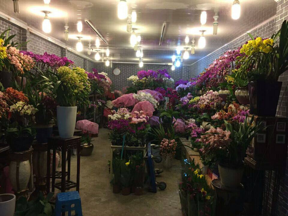 Shanghai nursery butterfly orchid 88 yuan branch and city area to send flower door ceramic basin plus 30 yuan