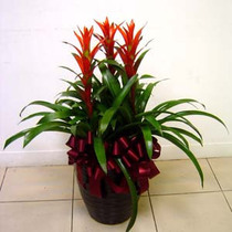 Exquisite Geely Red Heart Pineapple 3 Festive Flower Bonsai Shanghai Flower City Bonsai Green Plant Express City Send Flowers