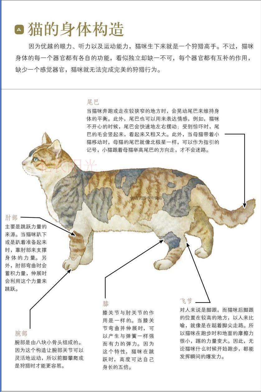 猫咪家庭医学大百科 猫行为健康和福利家庭养猫经典书籍猫病家庭防治诊疗猫咪医学工具书养猫指南宠物猫咪喂养猫咪疾病诊治书 猫咪家庭医学大百科 猫行为健康和福利家庭养猫经典书籍猫病家庭防治诊疗猫咪医学工具书养猫指南宠物猫咪喂养猫咪疾病诊治书