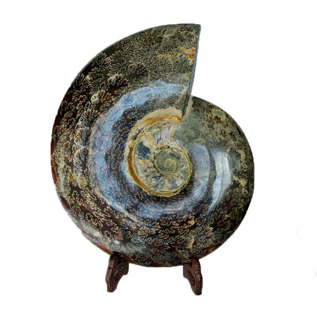 Water jade ice soul ທໍາມະຊາດ chrysanthemum snail ornaments ammonite colorful snail fossil jade spiral pattern large size feng shui home store