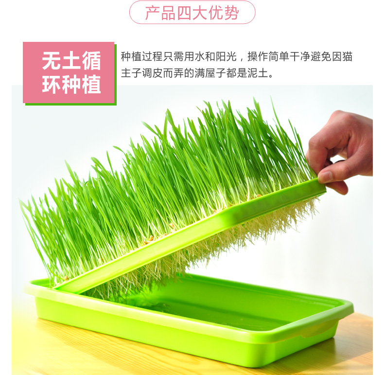 Gửi hạt giống mèo trồng cỏ đặt hạt giống thủy canh đến tóc bóng mèo ăn nhẹ mèo sâu bướm cung cấp vật nuôi mèo - Đồ ăn nhẹ cho mèo đồ ăn cho mèo
