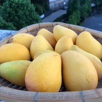 Yunnan Lujiangba Tai Mang fresh pick tree ripe sweet fruit pregnant woman non hainan 5 10 jins