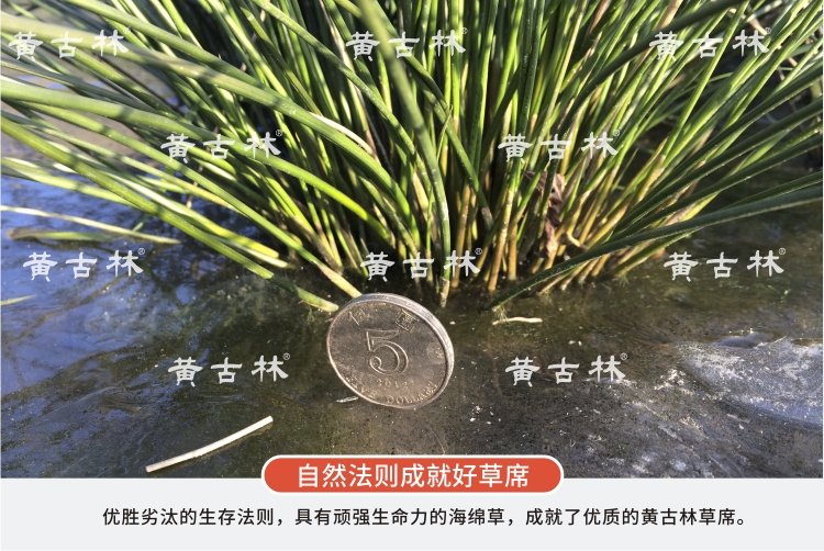 Huang Gulin đơn gối gối bìa xốp mat thảm cỏ mùa hè mát mẻ gối bìa trượt một cặp đánh bại 2 - Thảm mùa hè nệm nước cho bé