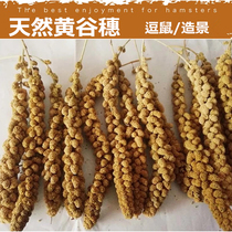 New Yellow Valley Scion Natural with shell Shelled Barn Rat Snacks Tearoo Sticks Flowers and Sage Golden Silk Bear Wheat Ears millet ears