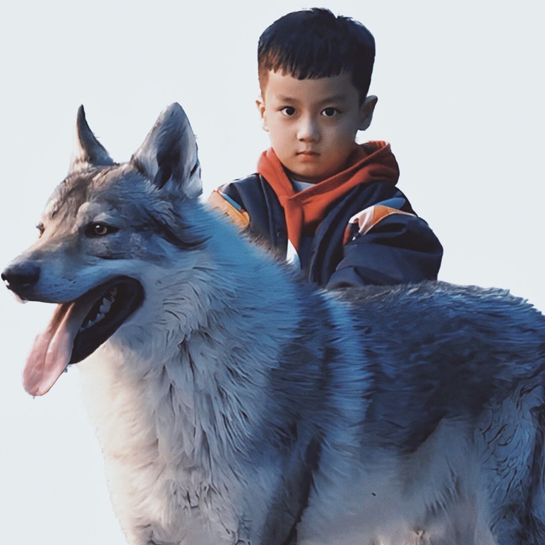 CKU大辽犬业捷克狼犬