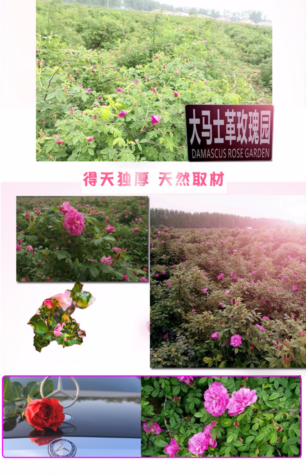 Xà phòng làm bằng tay Rose 120g Xà phòng tinh dầu Thực vật làm trắng da tự nhiên Thu nhỏ lỗ chân lông Deep Cleansing Facial Soap - Tinh dầu điều trị tinh dau sa