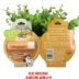 Snoopy mới Snoopy trái cây đầy màu sắc dưỡng môi thực phẩm lớp bảo vệ môi không màu chống nứt nẻ - Son môi 3ce going right Son môi