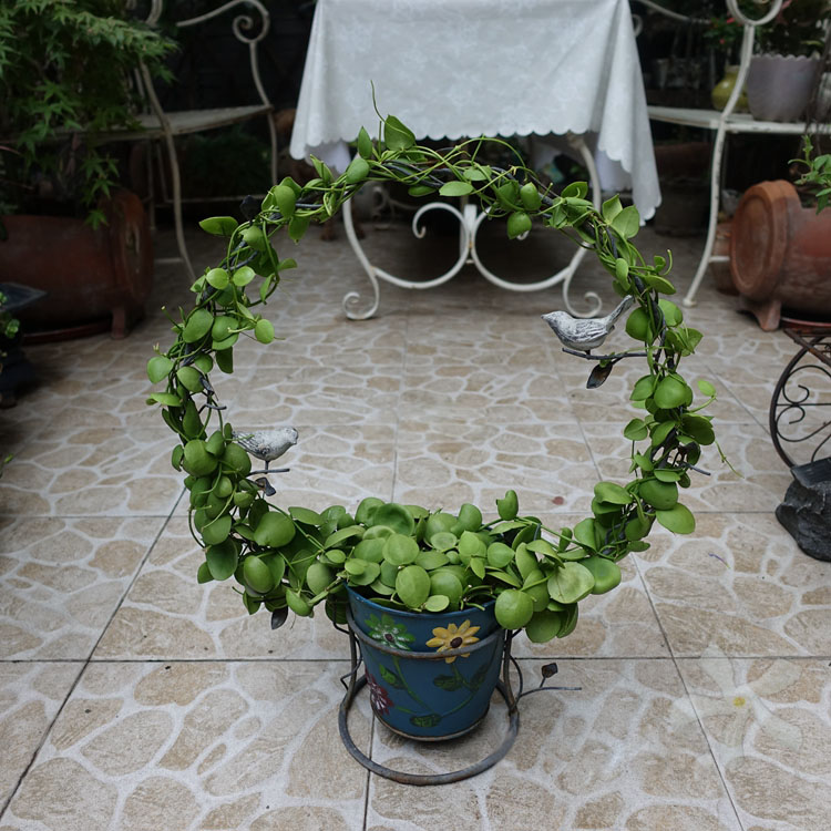 Jade Pocketpot potted frog Vine Climbing rattan hanging plant Balcony Courtyard Garden heat resistant and dry and well-bred