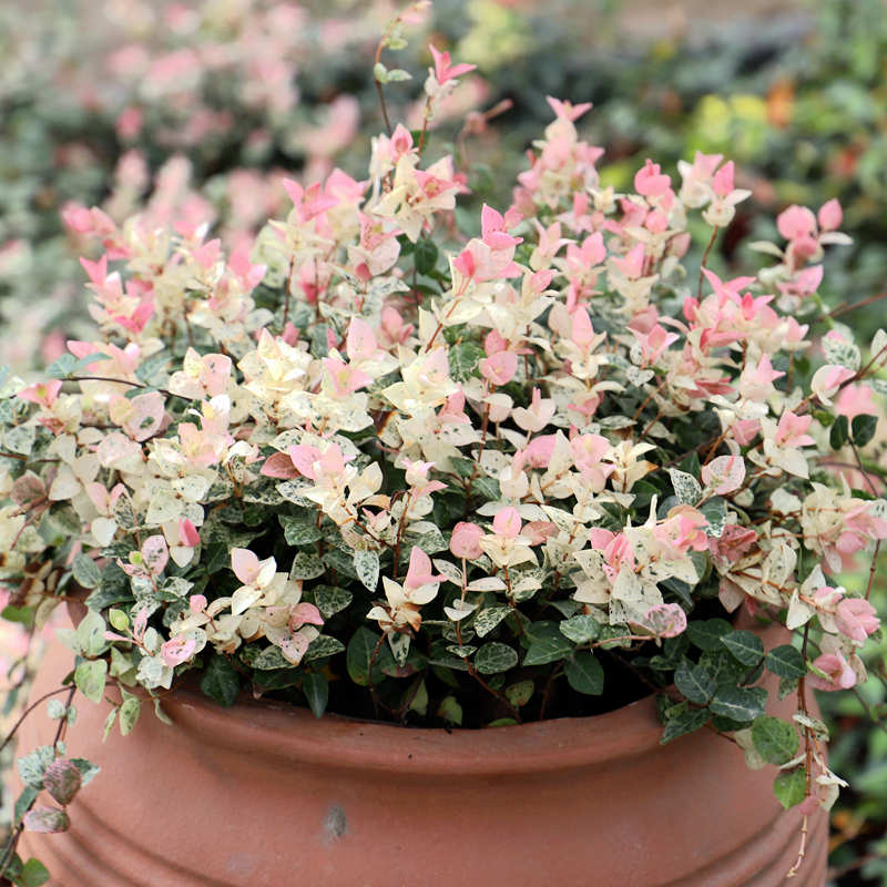 mosaic rosroc gold rosroc climbing hanging foliage finished seedling open pot soil shipping cold