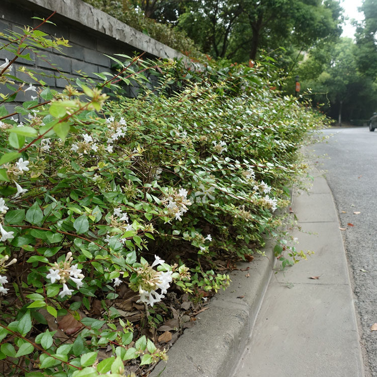 Rokudaomu open-air planting cold-resistant evergreen dwarf shrub potted seedlings Elegant floral fragrance