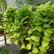 Green Lori Suction Formaldehyde Purified Air Indoor Flowers Hanging Water Perineum Potted Flowers With Earth Shipping