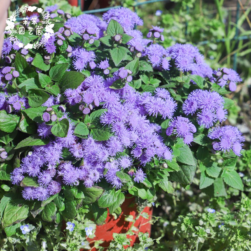 Huoxiang Thistle .jpg