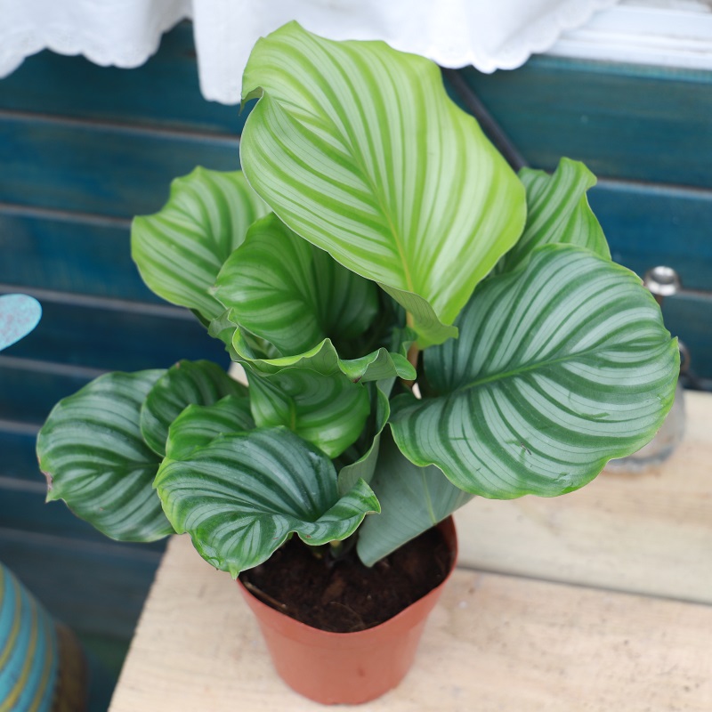 Green apple foliage plants indoor balcony shade-tolerant plants potted seedlings with soil delivery