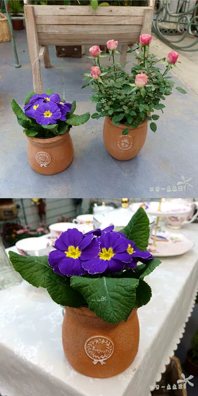 Bình gốm đỏ kiểu châu Âu cũ tròn màu trắng Bình gốm Bình gốm đỏ bát nhỏ thoáng khí - Vase / Bồn hoa & Kệ