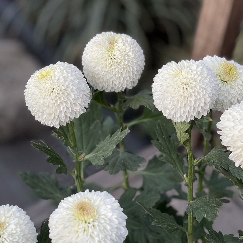 Хризантема для пинг-понга зелено-белая.jpg