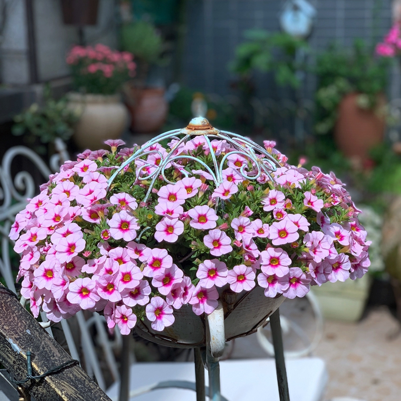 Millions of Xiaoling potted flowers and spring flowers Millions of Xiaoling Spring Flower Balcony Trinitary Hanging with Flower Flower