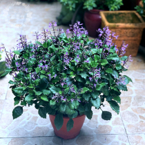 Theresa potted seedling poison weed Monet lavender semi-shade-resistant heat-resistant balcony four-season perennial