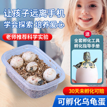 Turtle Eggs Hatch Brazil Turtle Turtle Fertilized Egg China Grass Turtle Living Subei Golden Thread Tortoise Egg White Turtle Eggs