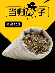 Массовые лекарственные семена дягиля, 2019 новые семена дягиля Minxian Ouyun, семена дягиля, четыре сезона, посев, бесплатная доставка