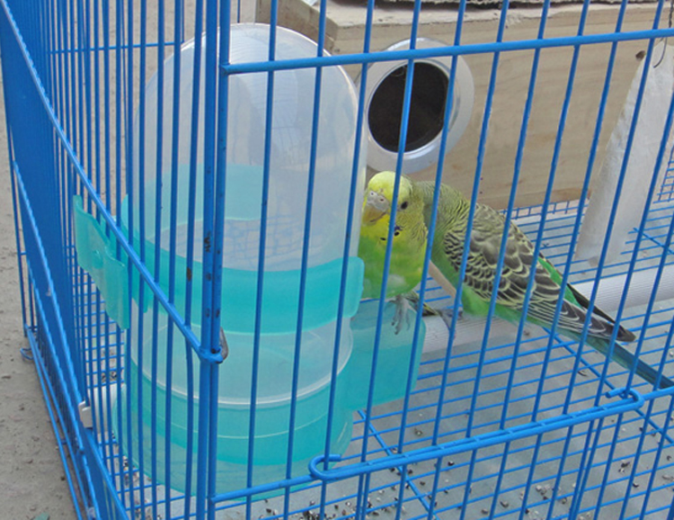 Pigeon Parrot Tự động uống Fountain Nguồn cung cấp chim Chim bồ câu trung chuyển Ấm đun nước Pot Pot Hộp thức ăn lớn - Chim & Chăm sóc chim Supplies cám cút đẻ