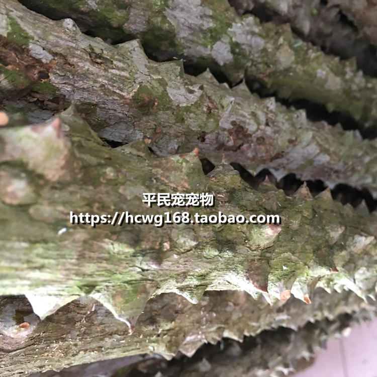 Xem máu bay trạm thanh thrush thanh hạt tiêu gỗ chim thanh cá rô đứng stick đứng chim và chim lồng nguồn cung cấp con vẹt nguồn cung cấp cám cho chim