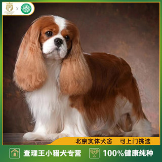 Xingbatao Kennel King Charles Professional Breeding