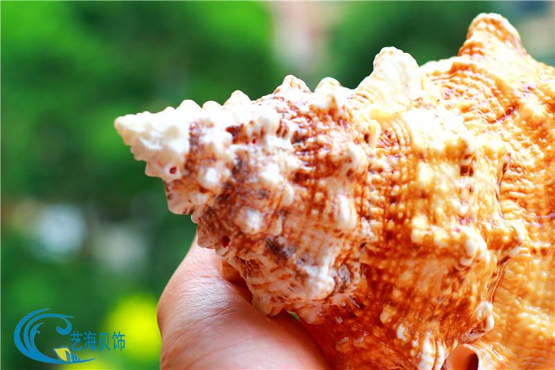 Vỏ ốc xà cừ tự nhiên jinkou ếch lớn ốc đá ốc bể cá trang trí quà tặng trang trí sừng sừng san hô - Trang trí nội thất đồ dcor bàn làm việc